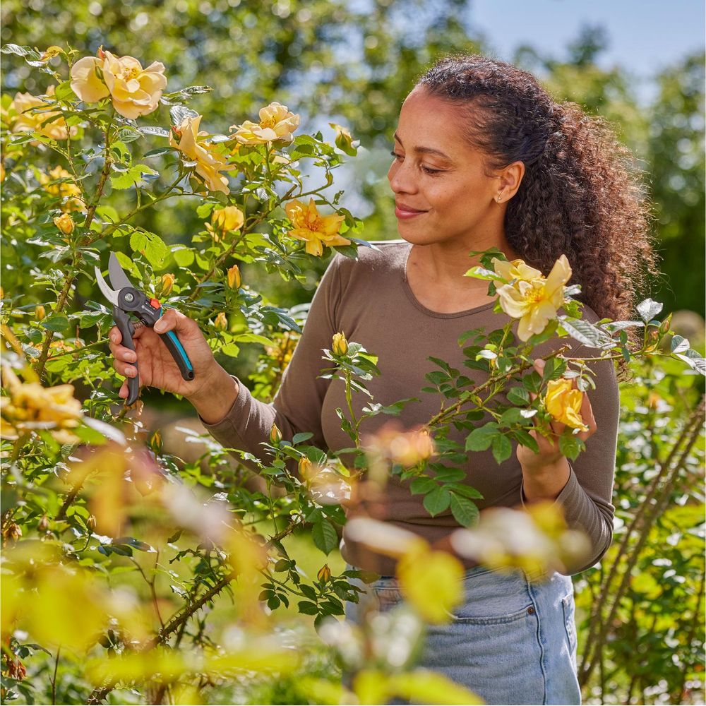 Kobieta przycina żółte róże w ogrodzie sekator.