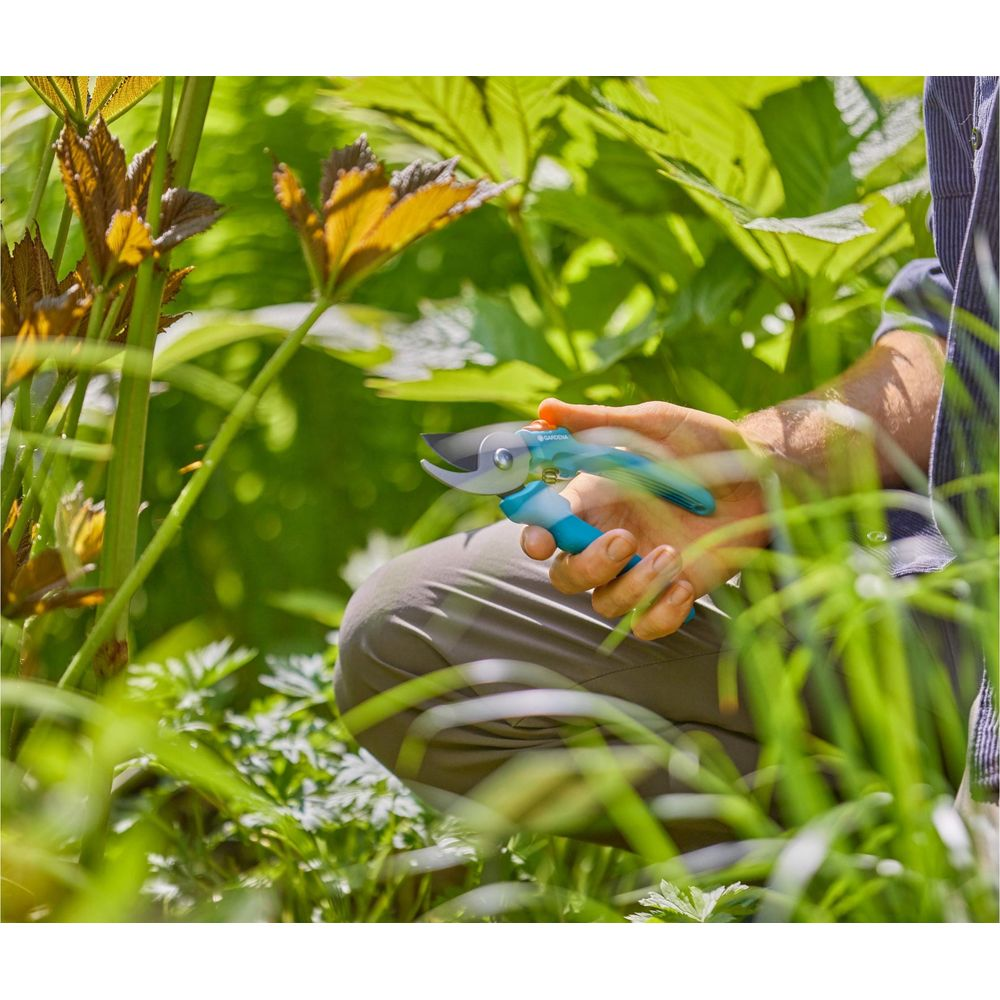 Dłoń trzyma niebieskie sekatory ogrodnicze pośród bujnych zielonych liści.