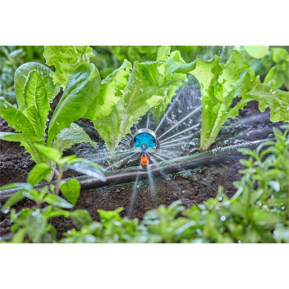 Ein Sprinkler bewässert Salatpflanzen im Garten. Wasser sprüht aus einem blauen und orangen Sprinkler.