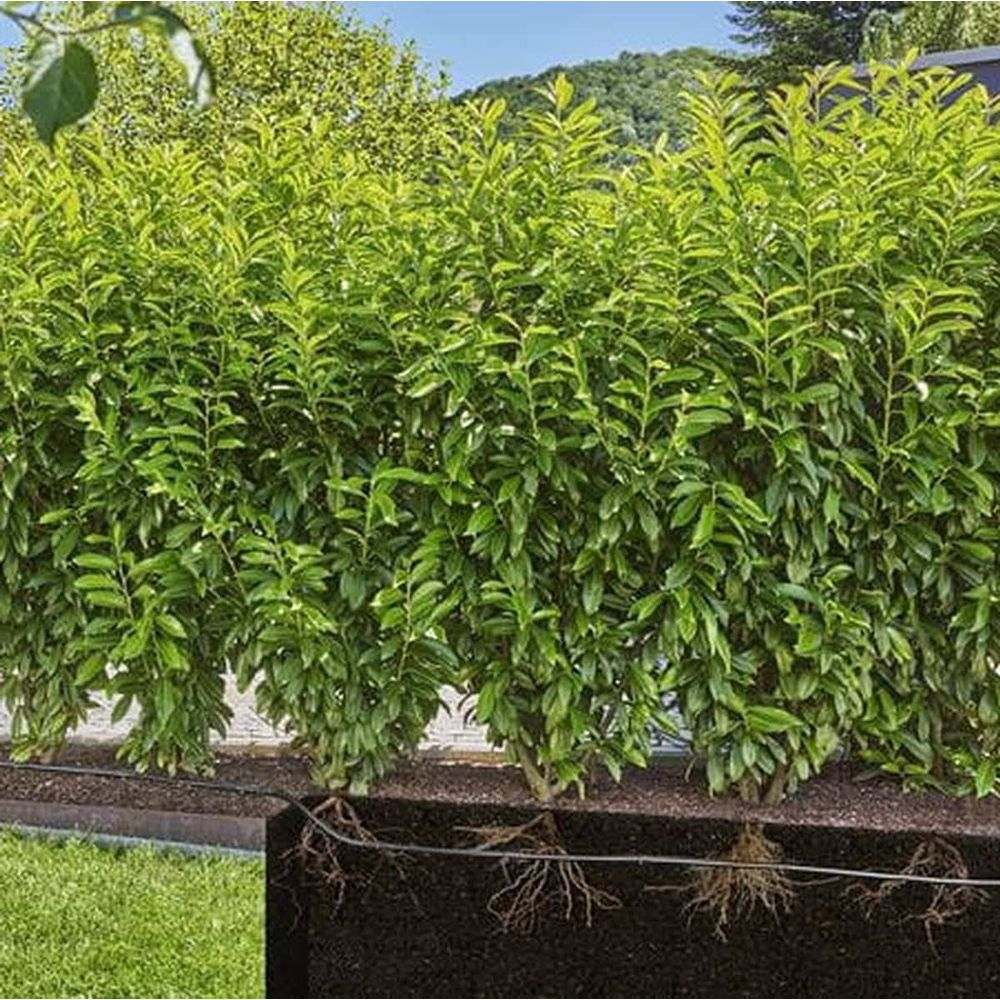 Zielony żywopłot z widocznymi korzeniami w ziemi, na trawniku.