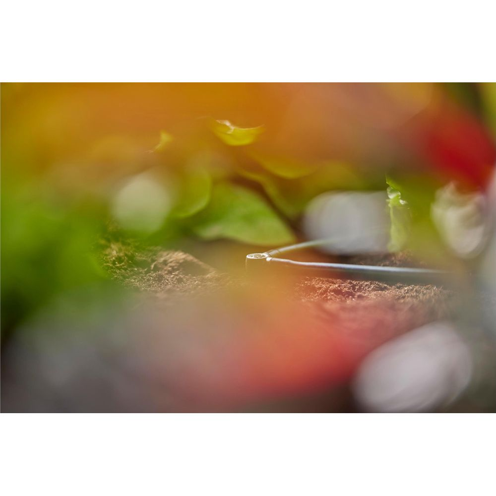 Primo piano di auricolari su terra marrone con foglie verdi sullo sfondo.
