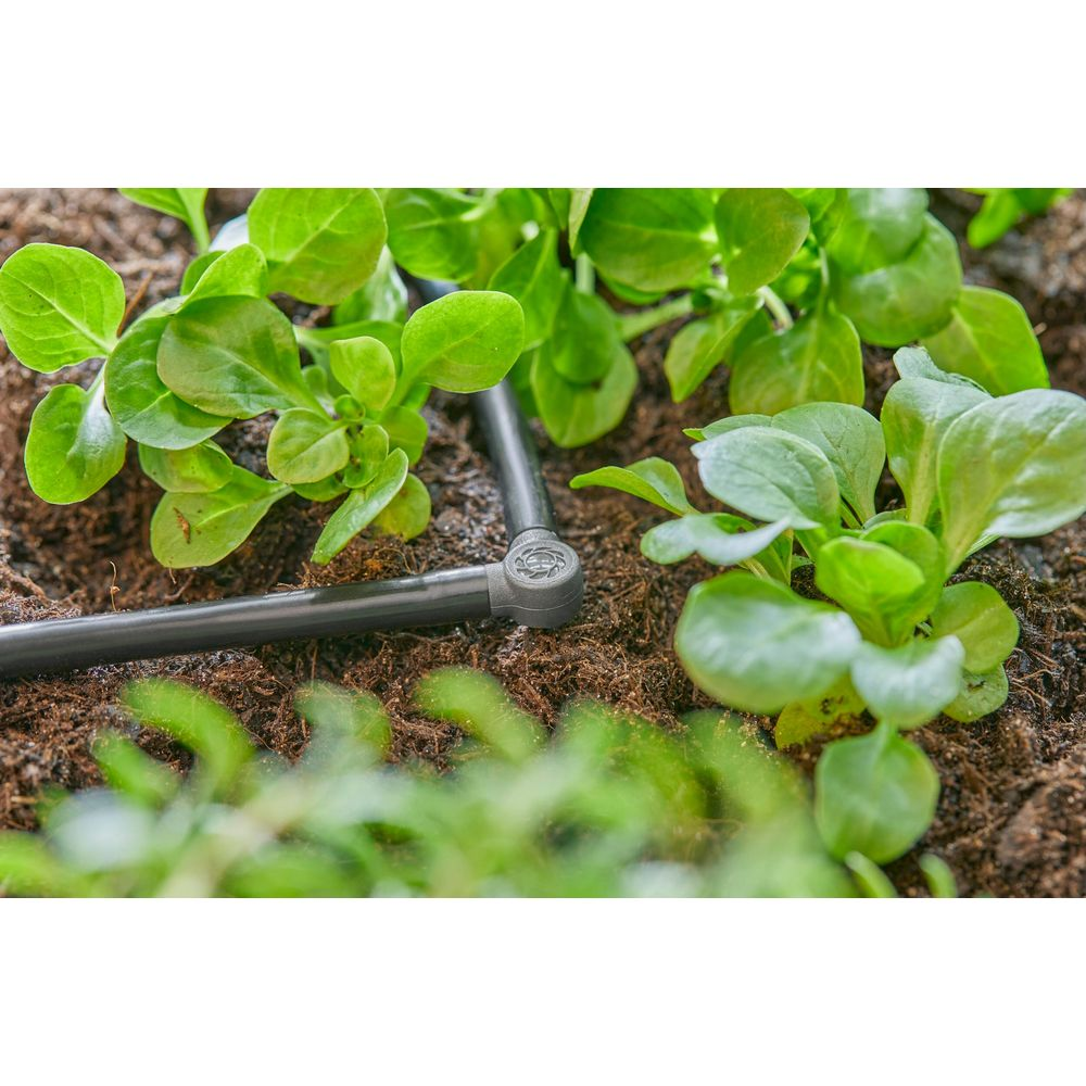 Piccole piante verdi crescono in terra scura con un sistema di irrigazione nero.