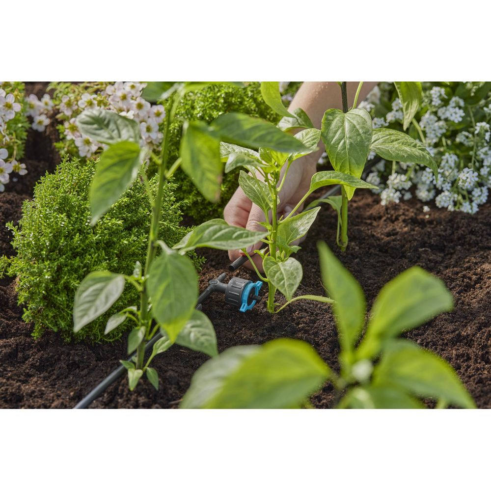 Eine Hand befestigt ein Tropfbewässerungsventil an einem jungen Paprikapflänzchen im Garten.