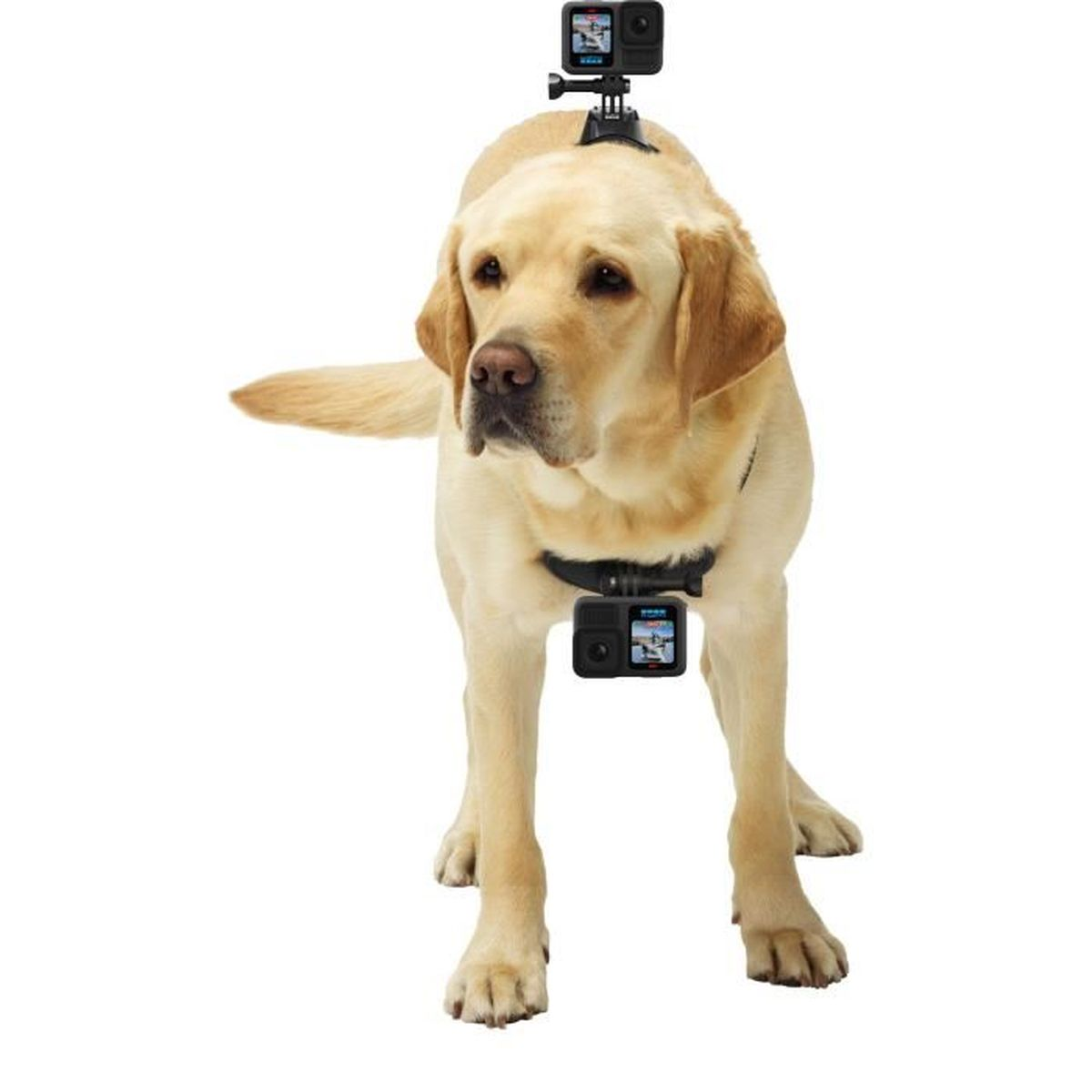 Un Labrador amarillo con arnés y dos cámaras, una en la cabeza y otra en el pecho.