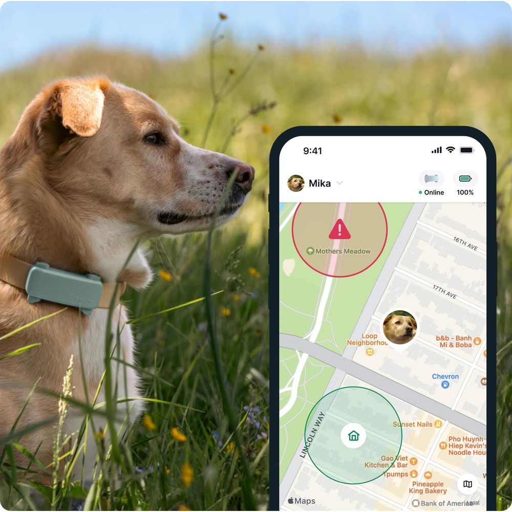 Pies w obroży GPS obok smartfona pokazującego jego lokalizację na mapie.