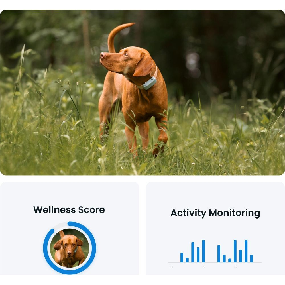 Brązowy pies z obrożą stoi w wysokiej trawie.