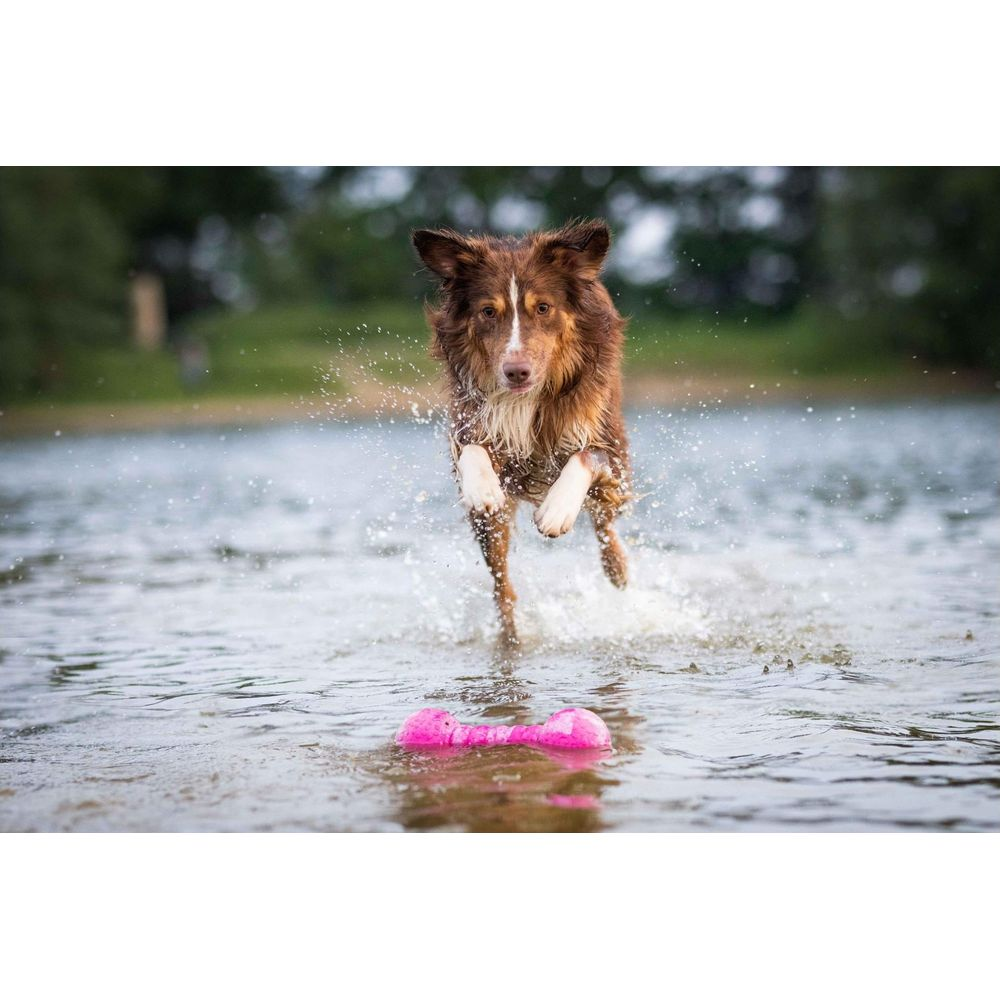 Ein braun-weißer Hund spritzt durchs Wasser auf eine rosa Hantel zu, mit Bäumen im verschwommenen Hintergrund.