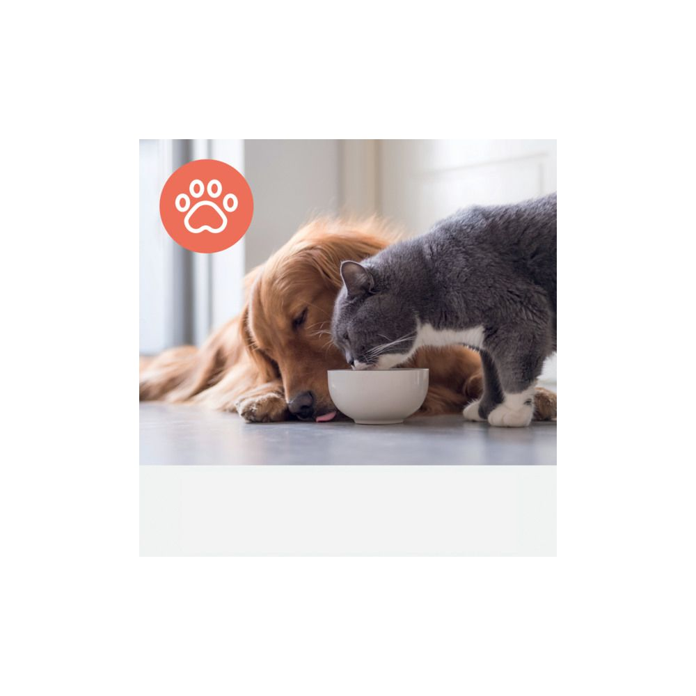 Pies i kot jedzą z miski.