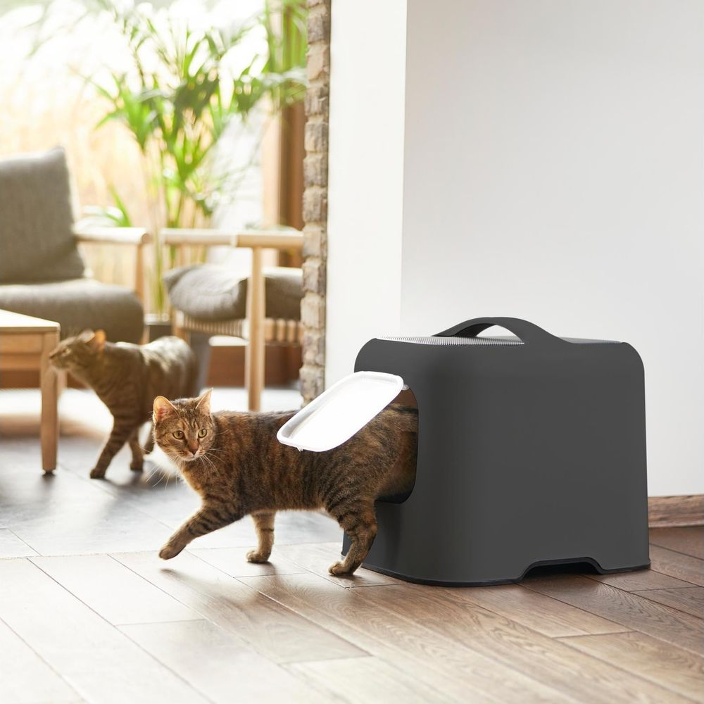 Un gato atigrado saliendo de una caja de arena oscura, con un segundo gato al fondo.