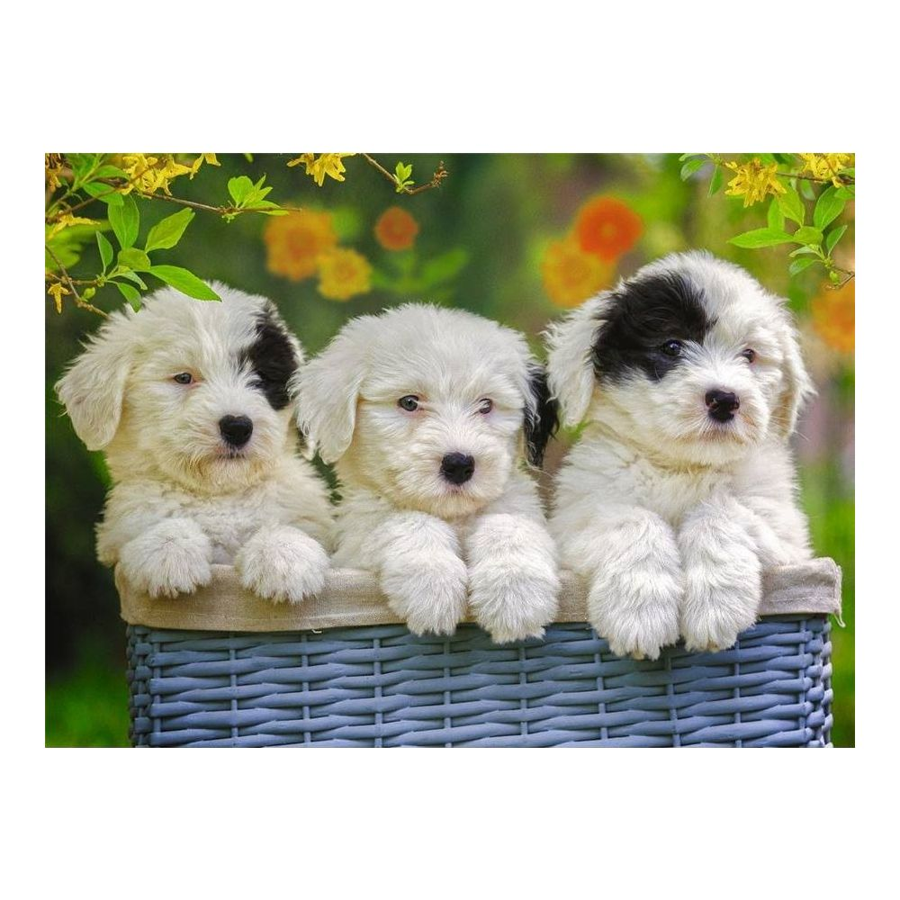 Trzy puszyste białe szczenięta z czarnymi plamami siedzą w niebieskim koszu.