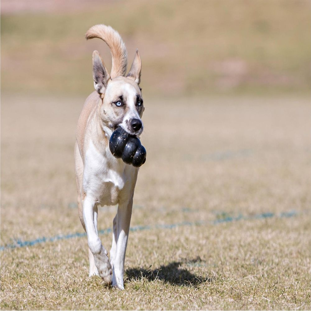Jasny pies z niebieskimi oczami biegnie po polu z czarną zabawką w pysku.