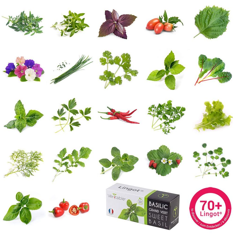 Collage aus verschiedenen frischen Kräutern, Gemüse und Früchten, darunter Basilikum, Chilischoten und Erdbeeren.
