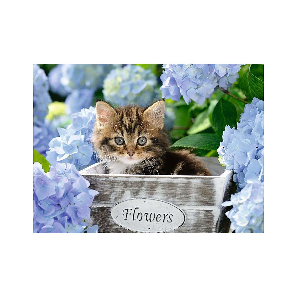 Puszyste kocię siedzi w drewnianym pudełku otoczone niebieskimi hortensjami.
