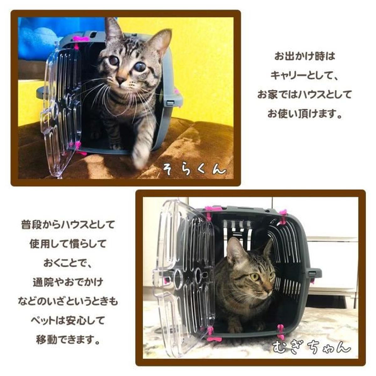 Eine Katze geht aus einer Transportbox. Eine weitere Katze sitzt in einer offenen Box.