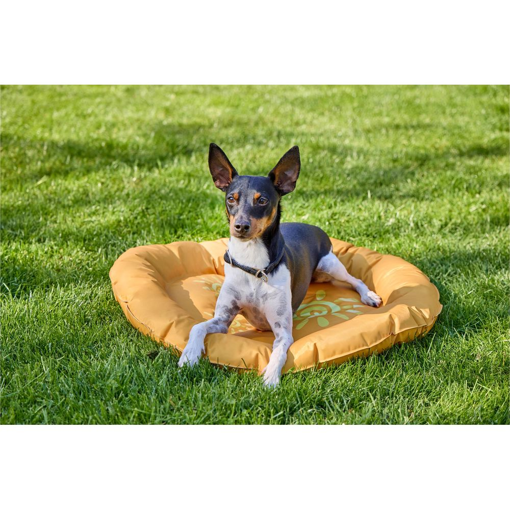 Ein kleiner Hund liegt auf einem orangefarbenen Hundebett im Gras.