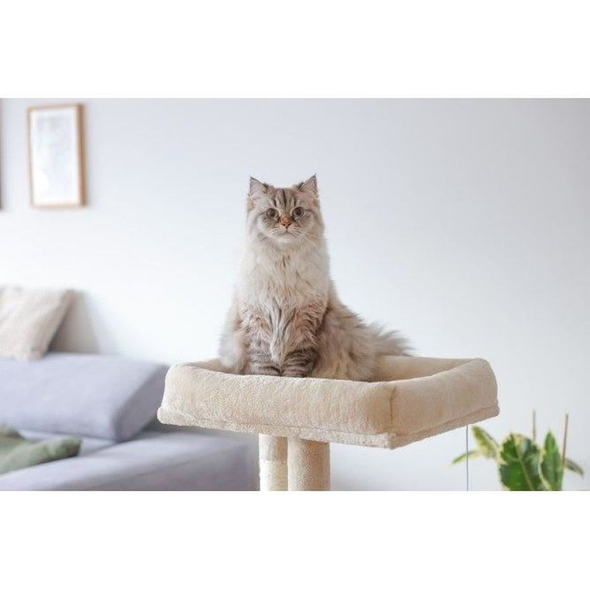 Un gato de pelo largo se sienta en un rascador beige en una habitación luminosa.