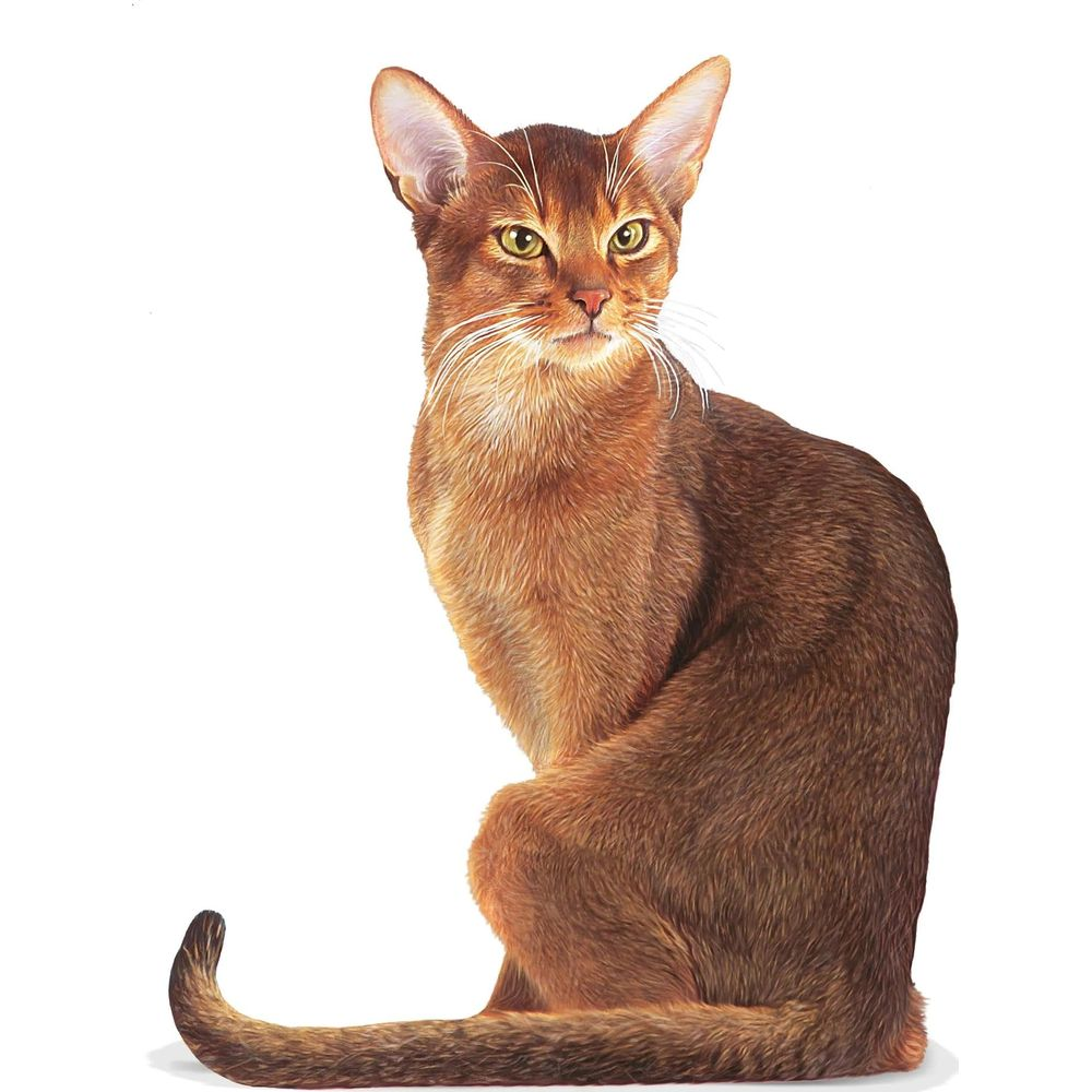 Brązowy kot abisyński siedzi prosto z uszami do przodu i patrząc.