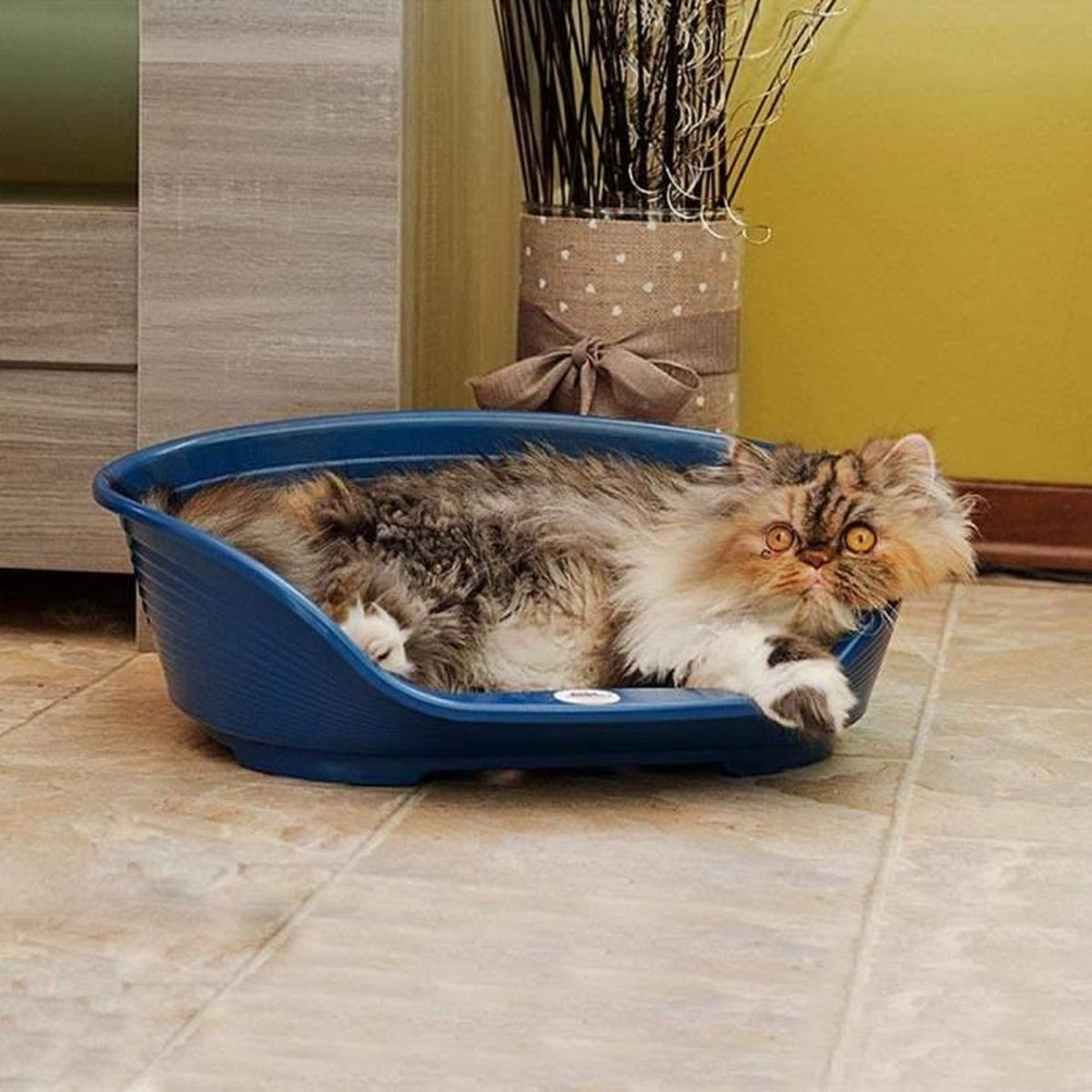 Un gatto soriano con pelo marrone e bianco giace in una cuccia blu.
