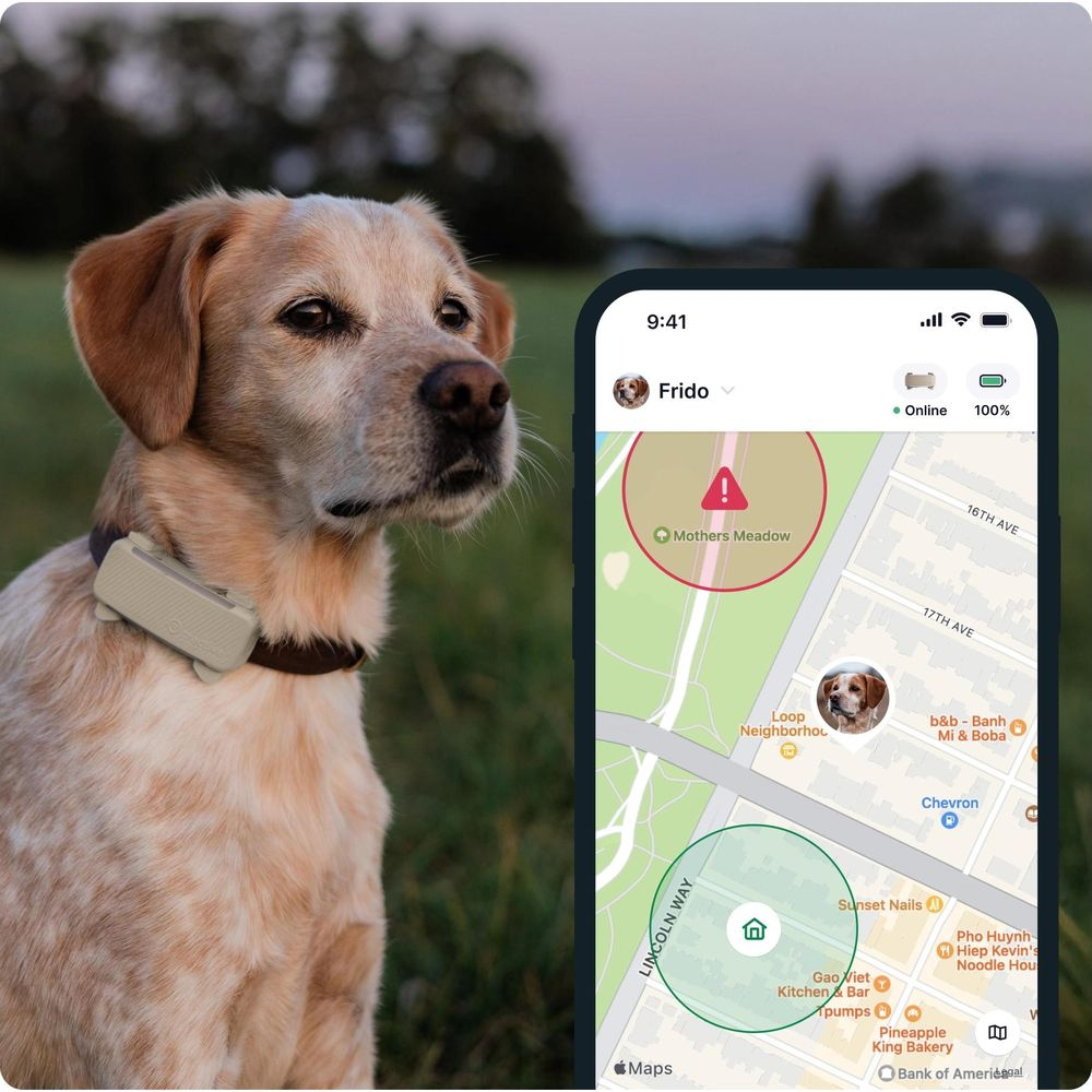 Pies z obrożą GPS obok telefonu wyświetlającego mapę.
