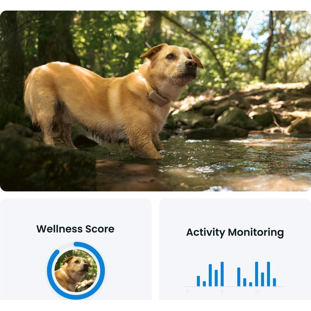 Pies z obrożą stoi w wodzie w lesie.