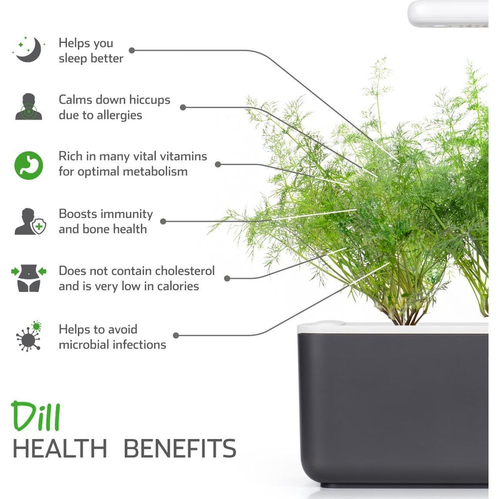 Bienfaits de l'aneth : sommeil, digestion, vitamines, immunité, faible en calories.
