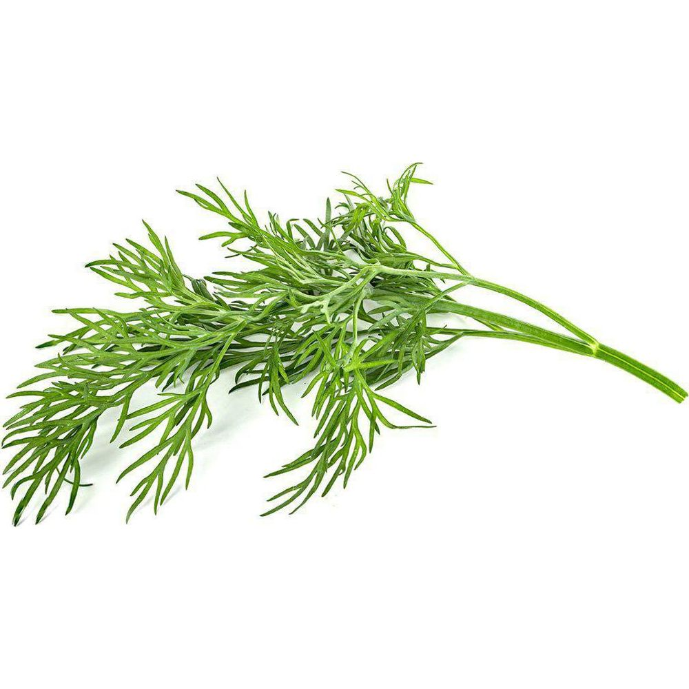 Une branche d'aneth vert frais repose sur fond blanc.