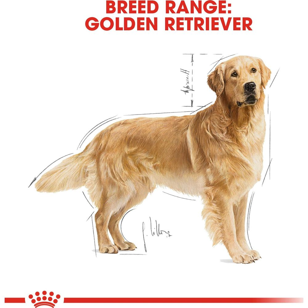 Golden retriever stoi w profilu. Nad psem widnieje napis "BREED RANGE: GOLDEN RETRIEVER".