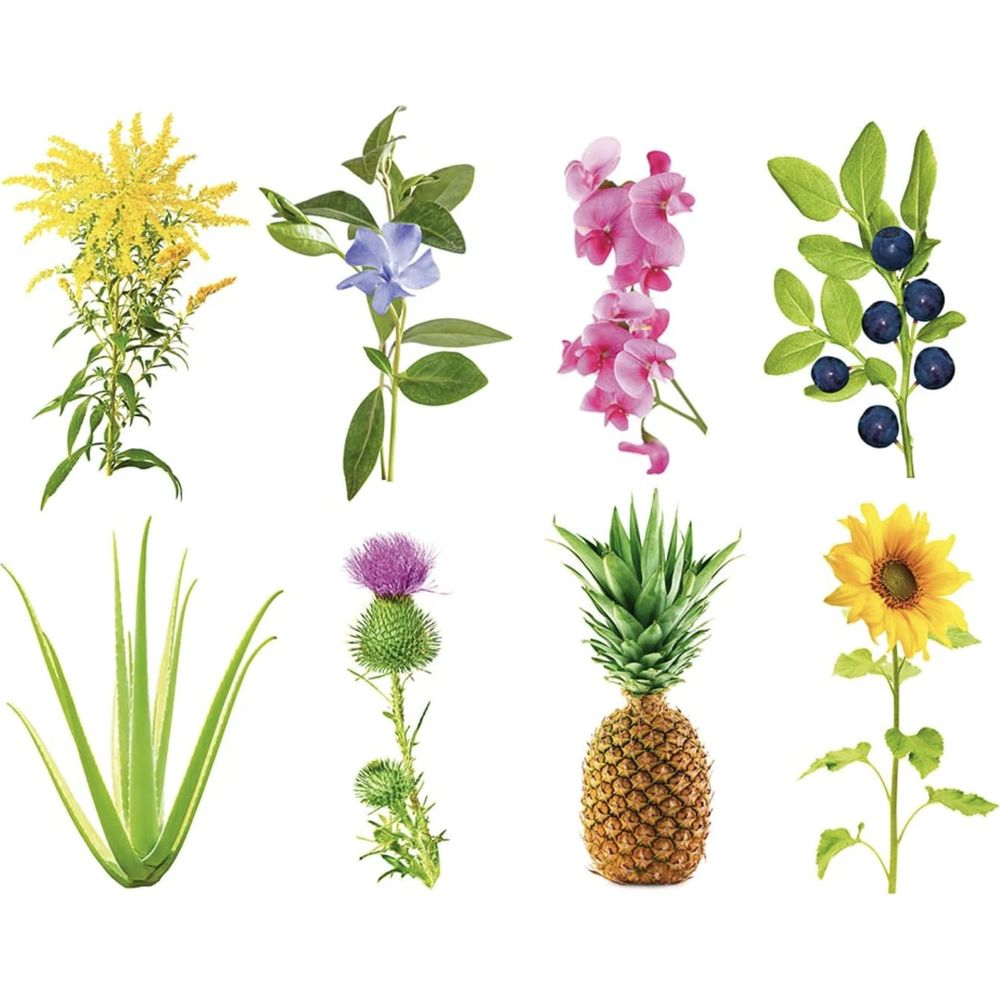 Ananas, aloès, tournesol, chardon, myrtilles, fleurs jaunes et roses.
