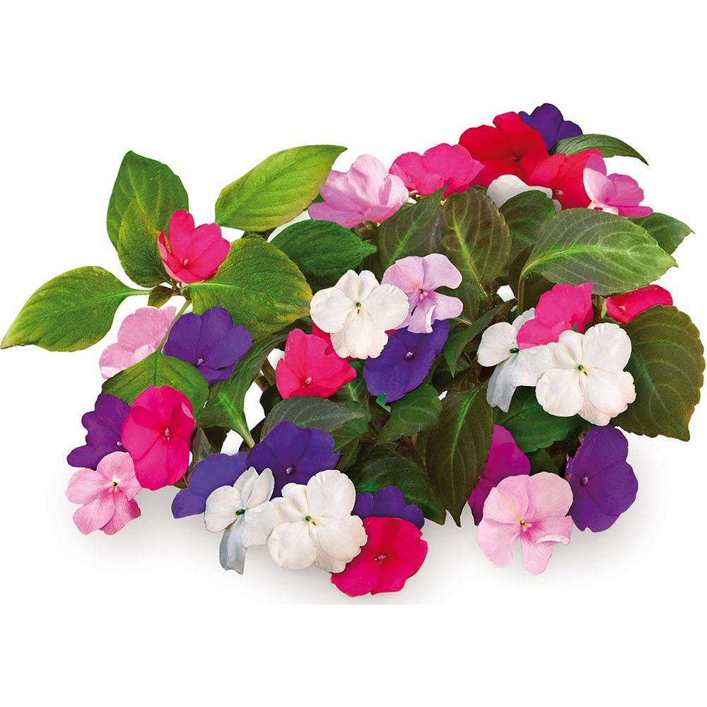 Een struik met veel kleurrijke impatiens bloemen in roze, paars, rood en wit.