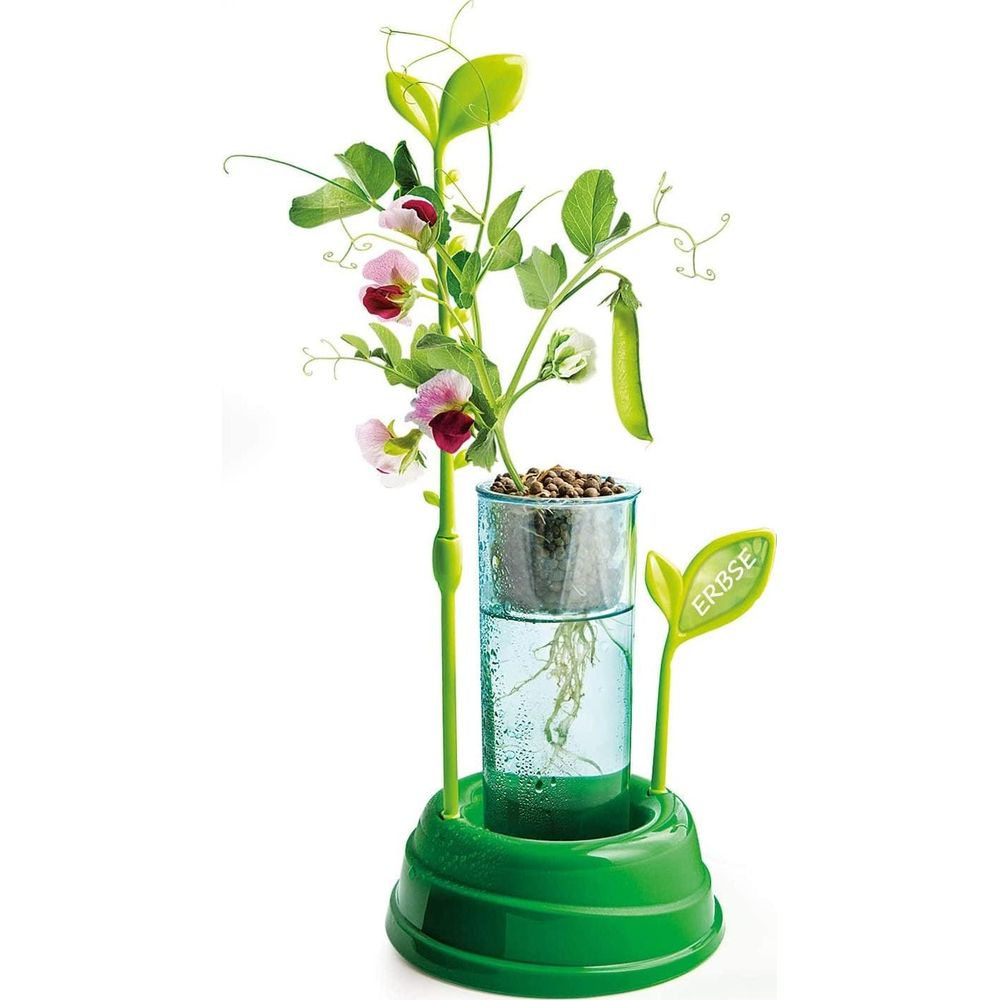Eine Erbsenpflanze mit rosa Blüten und einer Schote wächst in einem Glasbehälter auf einem grünen Ständer.