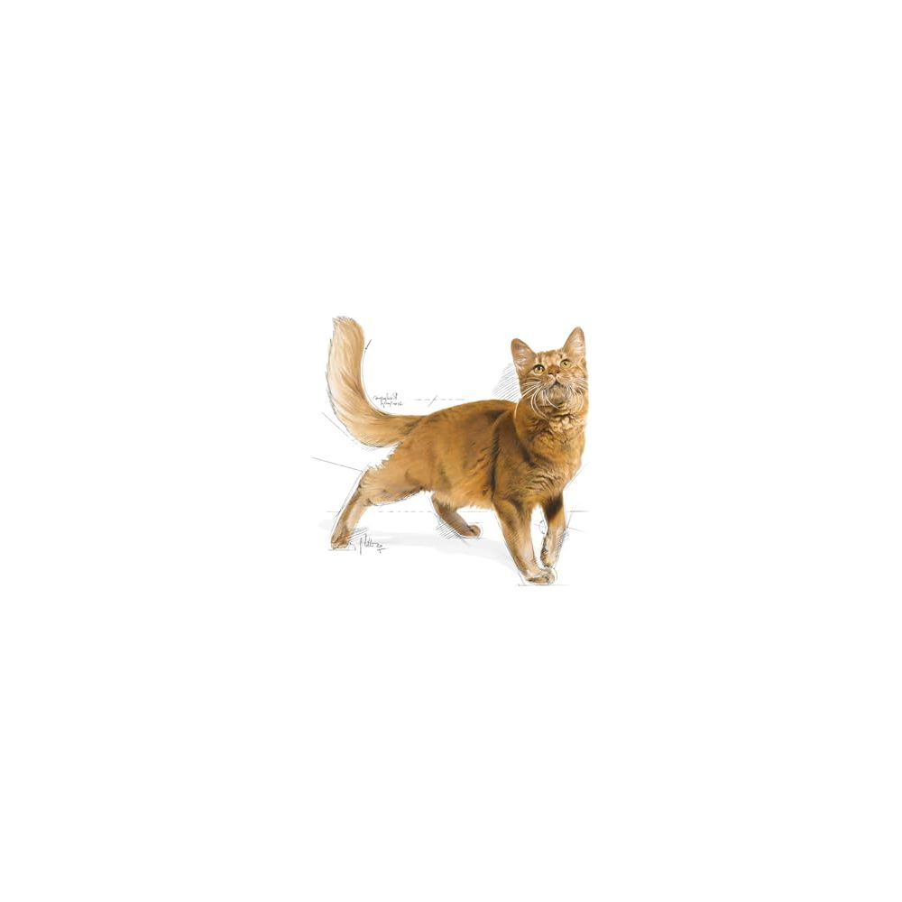 Un gato rojizo-marrón se encuentra sobre un fondo blanco.