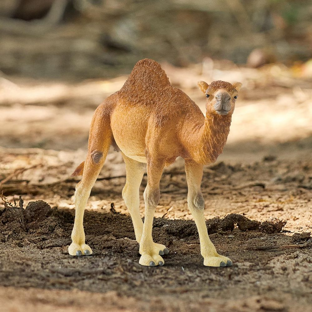 Dromader stoi na piaszczystym podłożu.