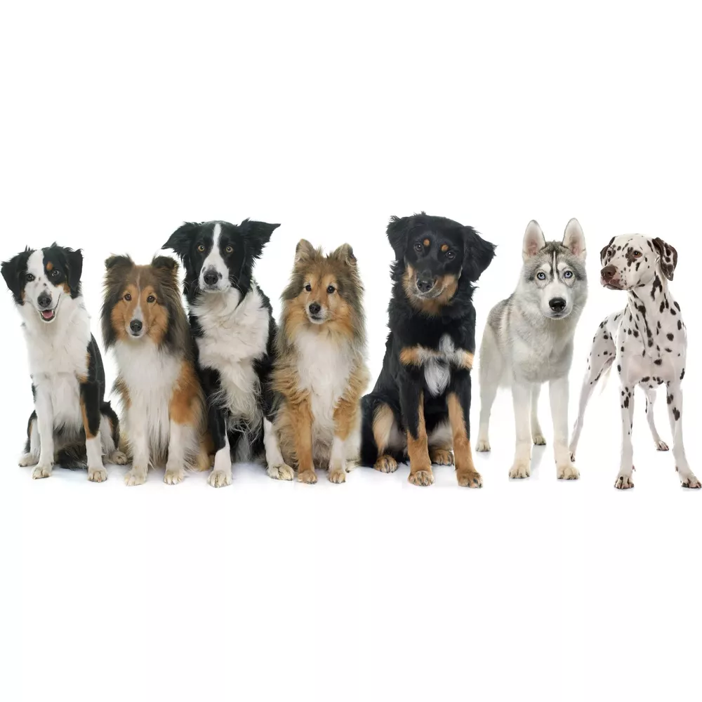 Siedem psów różnych ras siedzi obok siebie na białym tle.