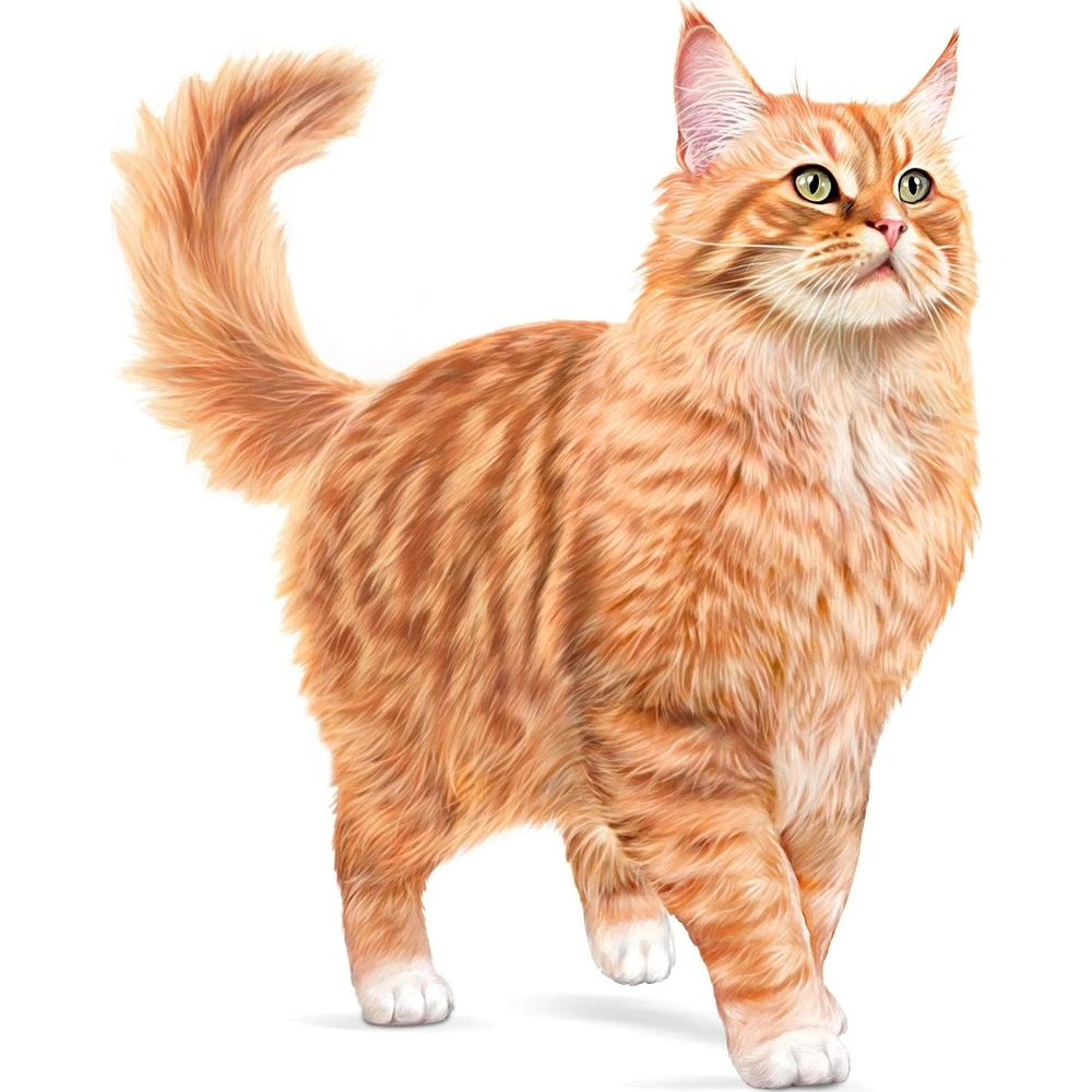 Pomarańczowy pręgowany długowłosy kot z zielonymi oczami na białym tle.