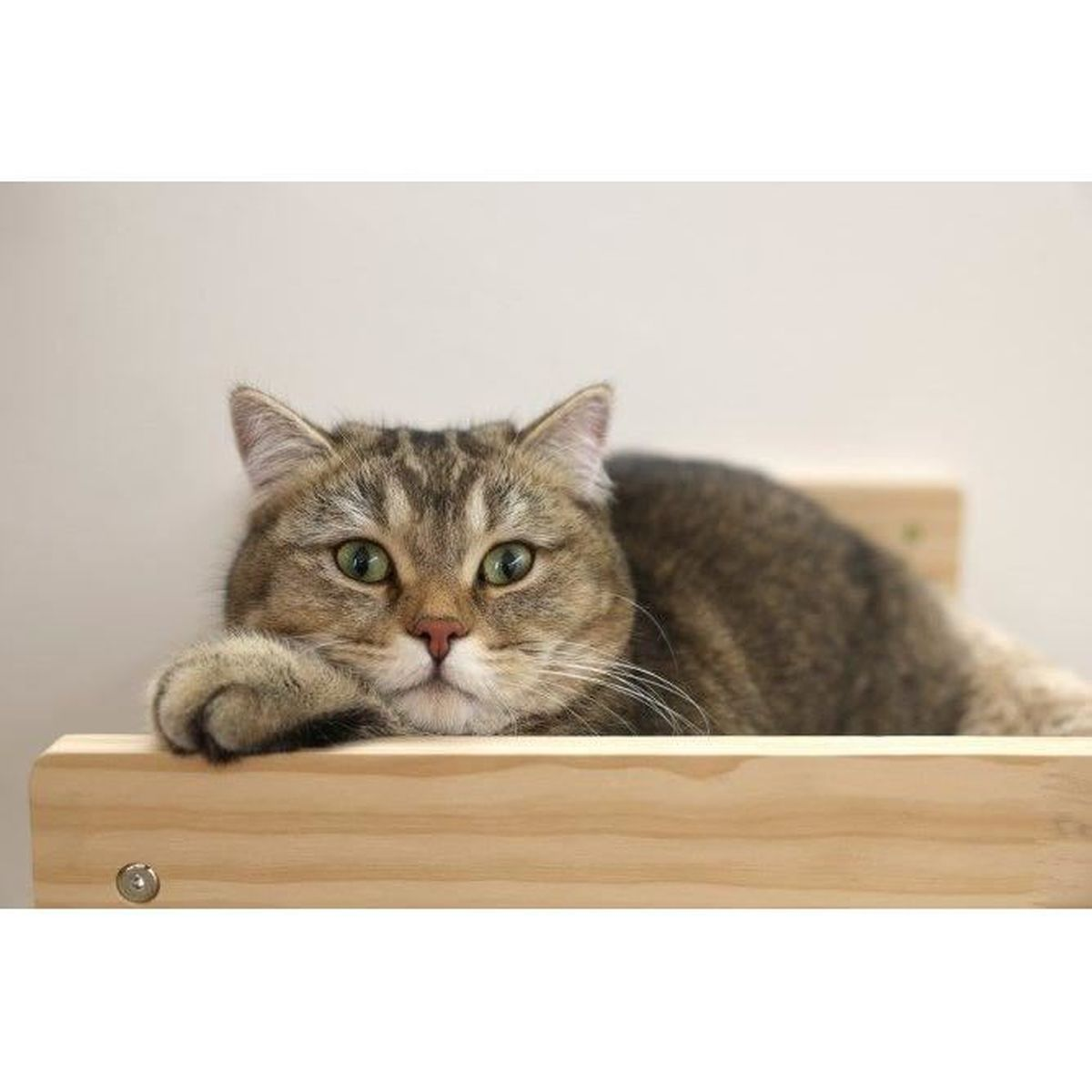 Eine getigerte Katze mit grünen Augen liegt auf einem Holzregal.