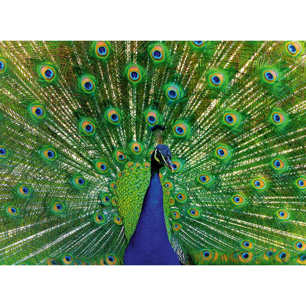 Ein Pfau fächert seine leuchtend grünen und blauen Federn mit Augenflecken aus.