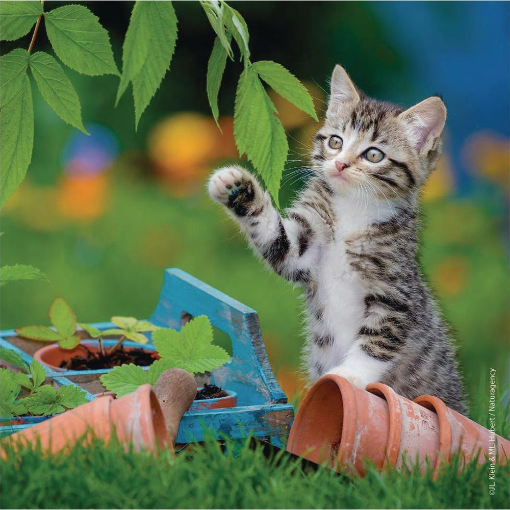 Kociak bawi się liśćmi obok glinianych doniczek i niebieskiej skrzynki.