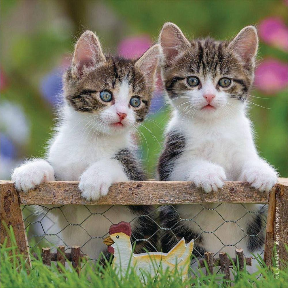 Dwa kociaki z niebieskimi oczami za drewnianym płotem z dekoracją kurczaka.