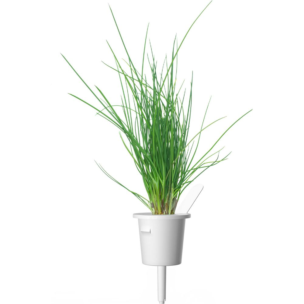 Ciboulette verte pousse dans un pot blanc avec tige sur fond blanc.