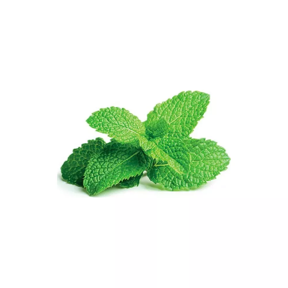 Feuilles de menthe verte fraîche sur fond blanc.