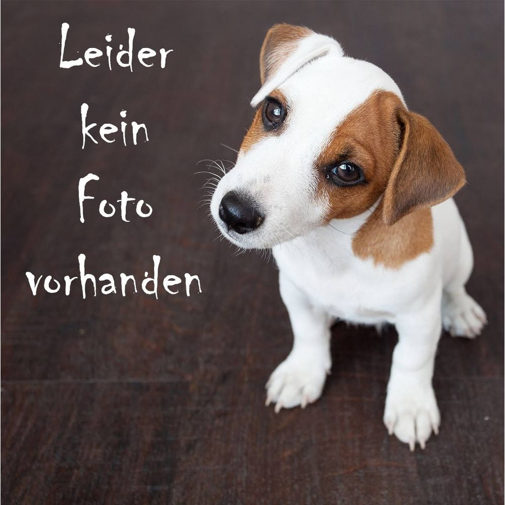 Jack Russell terrier siedzi na ciemnym drewnie. Tekst: Niestety brak zdjęcia.