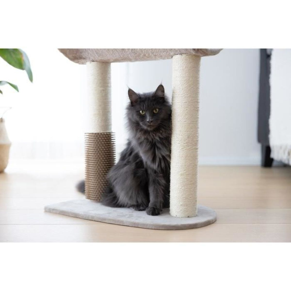 Un gatto grigio seduto su un tiragraffi davanti a uno sfondo luminoso.