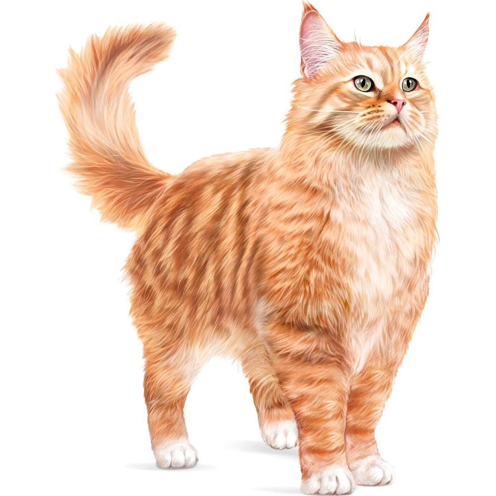 Pomarańczowy pręgowany kot z zielonymi oczami stoi na białym tle.
