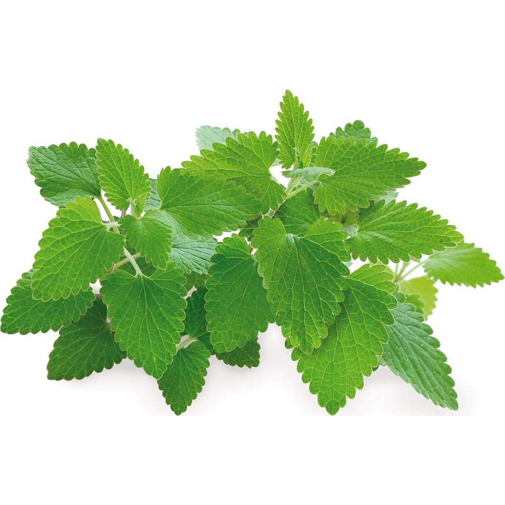 Deux branches de menthe verte aux feuilles dentées sur fond blanc.