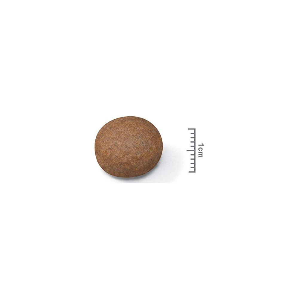 Una croqueta marrón, redonda, con una escala de 1 cm al lado.