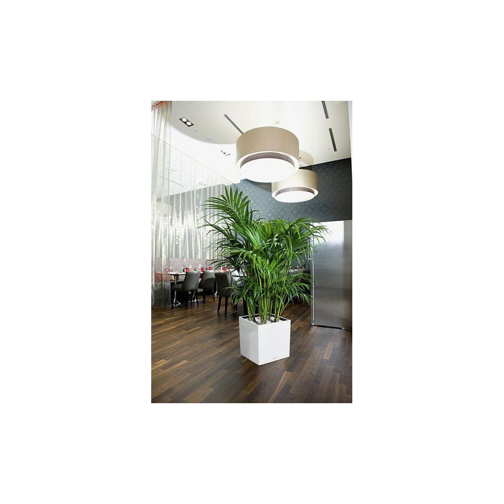 Grand palmier vert dans un pot blanc sur un sol en bois. Tables et chaises derrière.