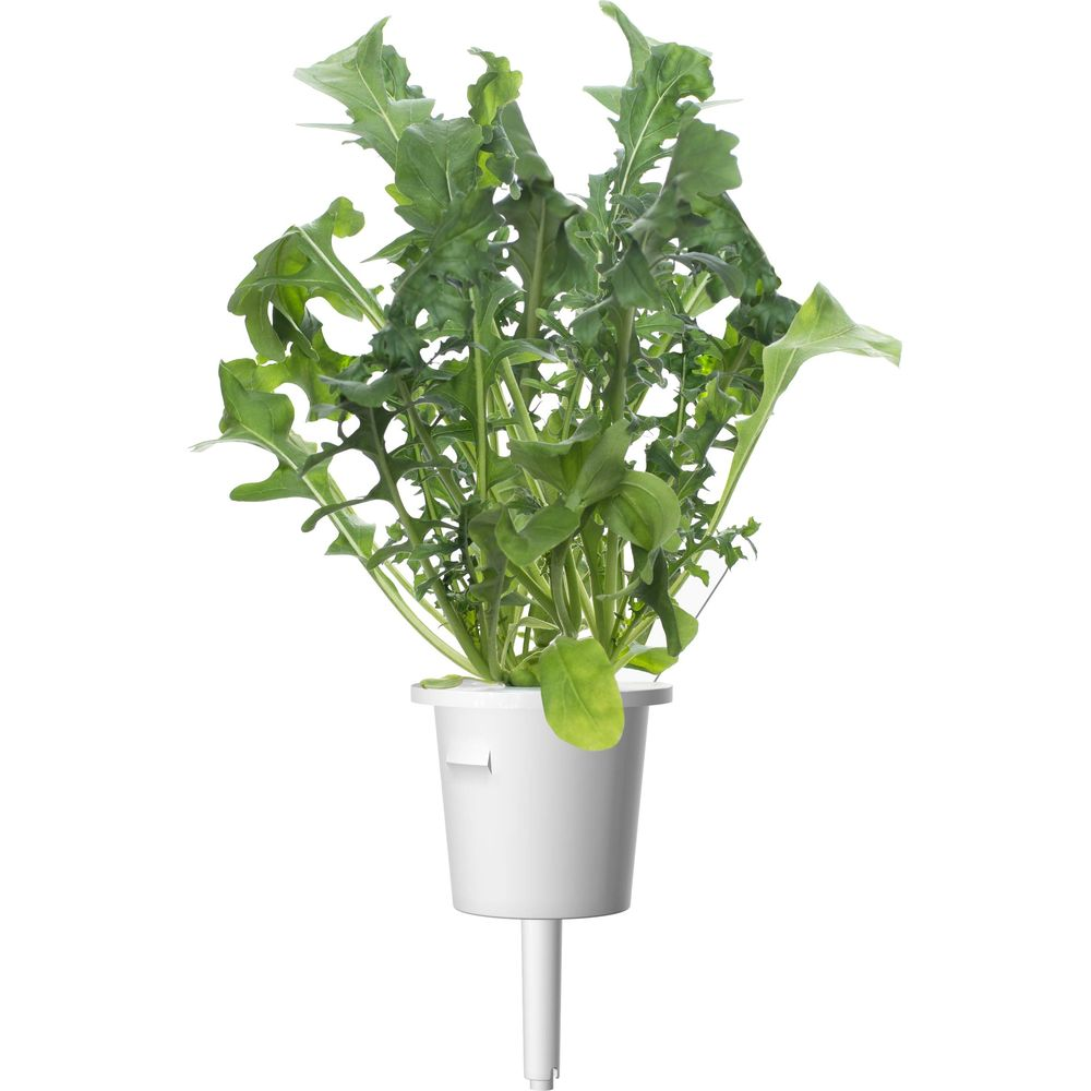 Plante de roquette verte dans un pot blanc sur fond blanc.
