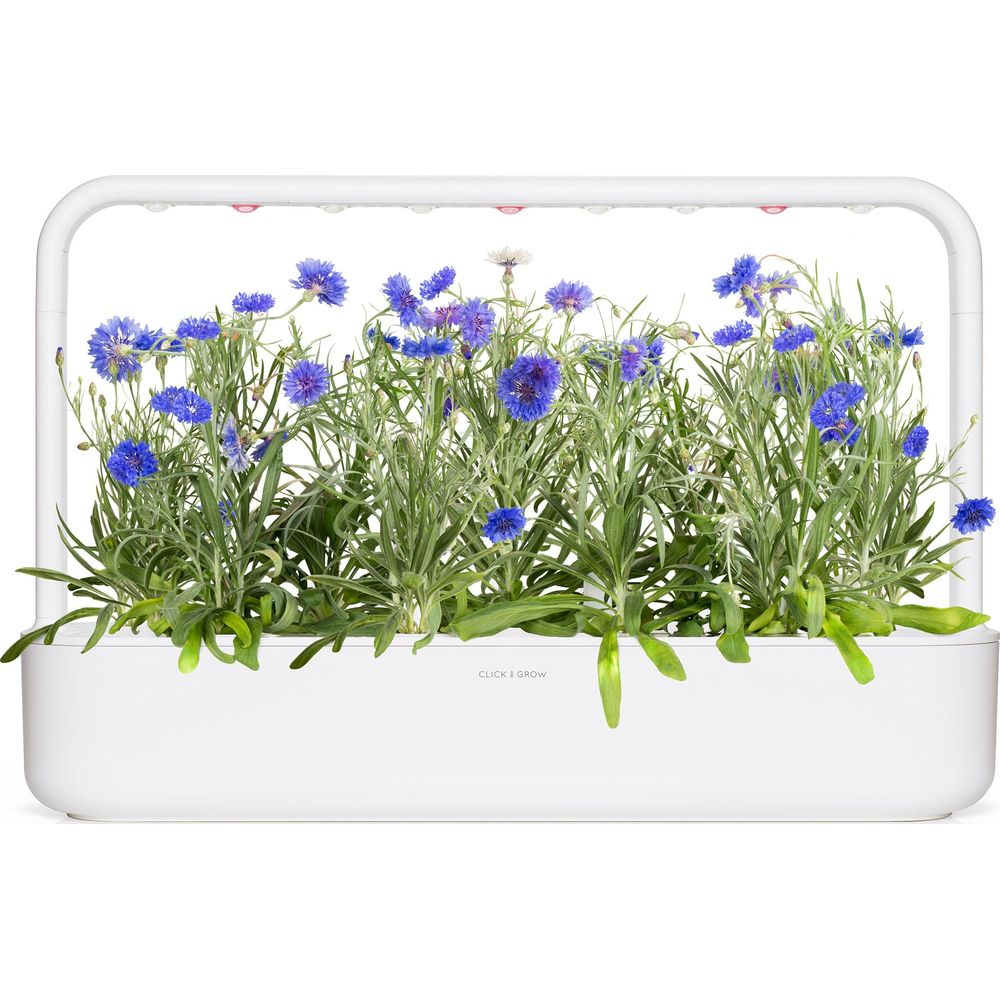 Bleuets bleus poussent dans un jardin intérieur blanc sous des lumières.
