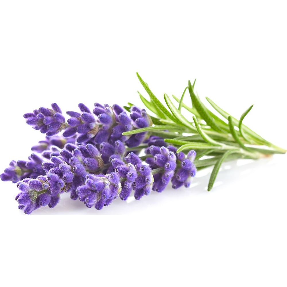 Een takje paarse lavendelbloemen met groene bladeren op een witte achtergrond.