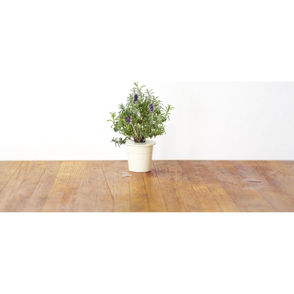Een kleine lavendelplant in een witte pot op een houten tafel.